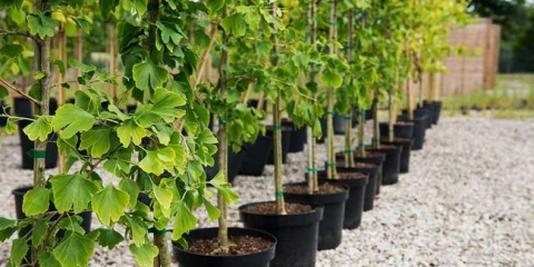 Sazenice ovocných stromů - tipy na výběr, výsadbu a pěstování ovocných stromů, pokyny krok za krokem + 110 fotografií